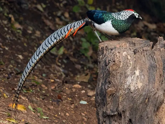 Lady Amherst's Pheasant