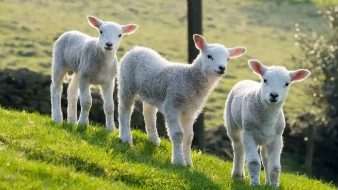 Lamb Diseases