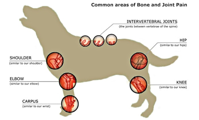 Location of Arthritis in Dogs