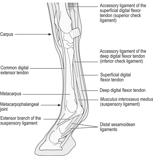 Location of Horse Tendon Injury