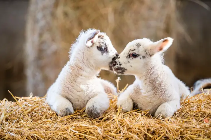 Malignant Edema in Lambs