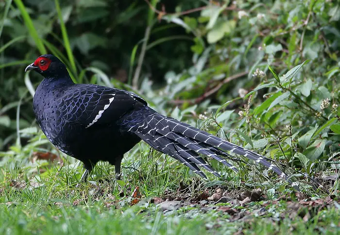 Mikado Pheasant