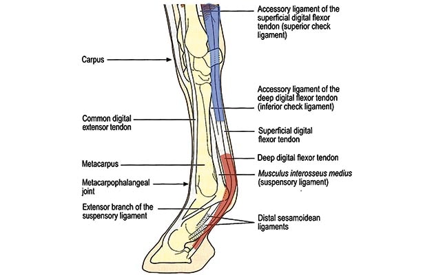 Prevention Tendon Injury in Horse