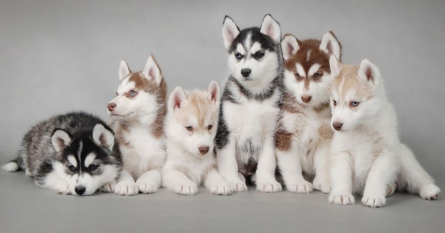 Pyoderma in Dogs
