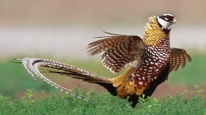 Reeves Pheasant