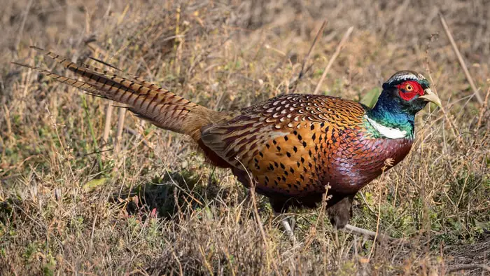 Ring-Necked Pheasant