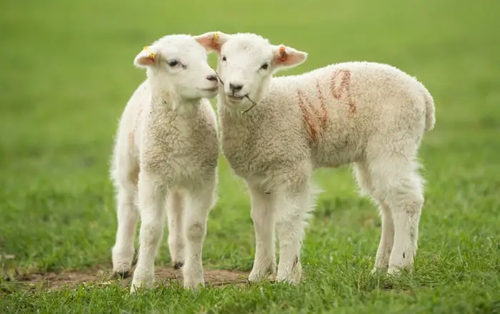 Selenium Deficiency in Lambs