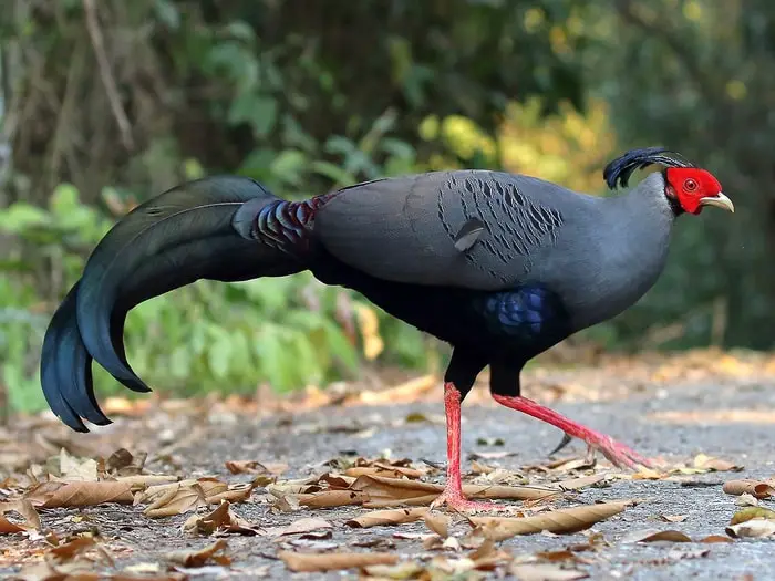 Siamese Pheasant