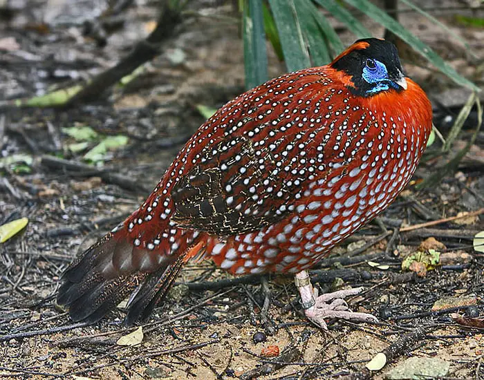 Temminck's Tragopa Pheasant