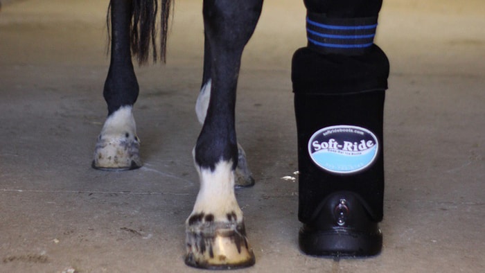 Therapeutic Horse Boots