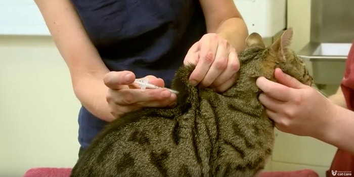 Treatment of Feline Diabetes