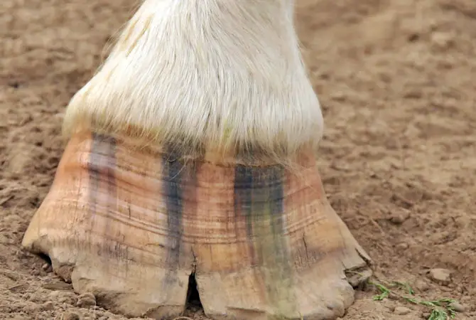 Types of Hoof Crack