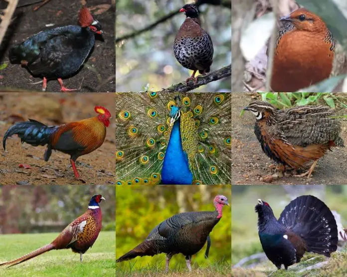 Types of Pheasant