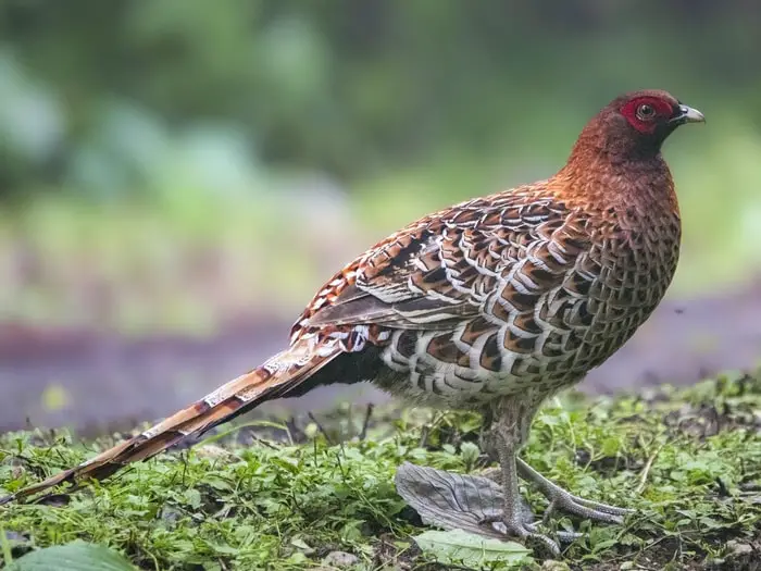 Types of Pheasant Copper Pheasant