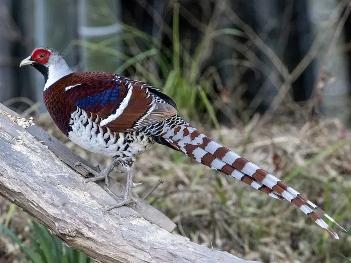 Vieillot's Pheasant