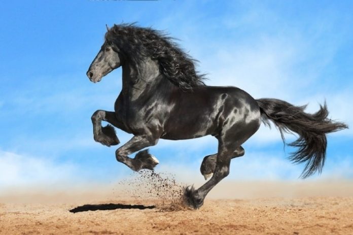 White Line Disease in Horses