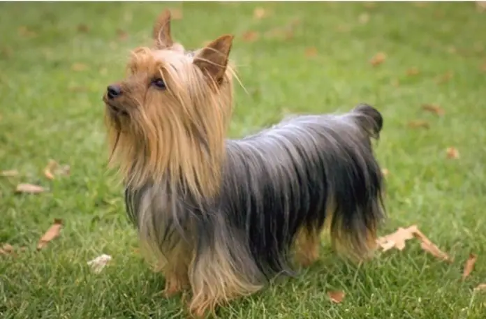 Australian Terrier Dog