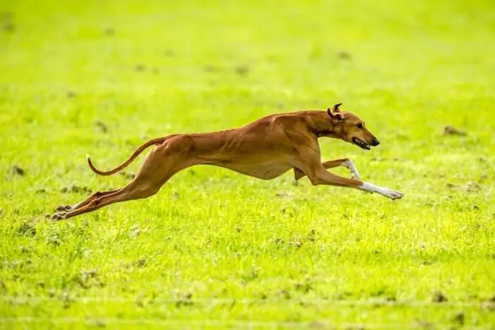 Azawakh Dog Breed