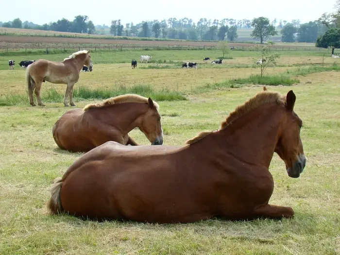 Basic of Horse Casting