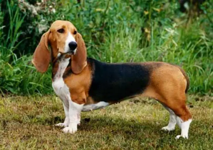 Basset Artesien Normand Dog