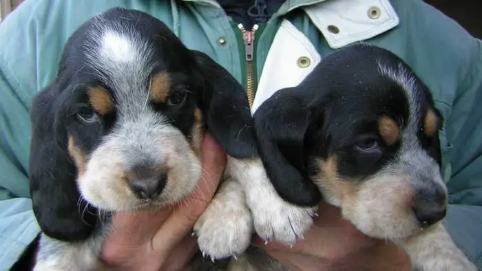 Basset Bleu Puppies