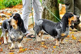Basset Bleu de Gascogne