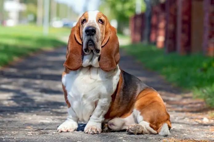 Basset Hound Dog