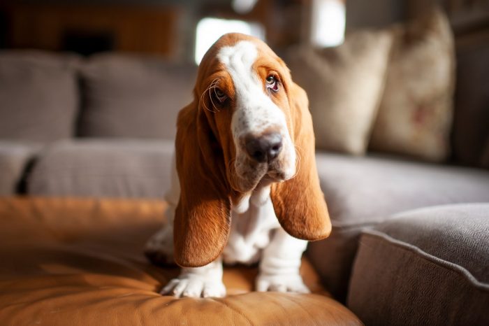 Behavior of Dog