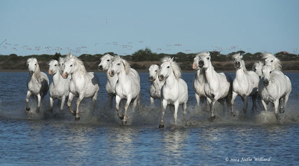 Behavior of Horse