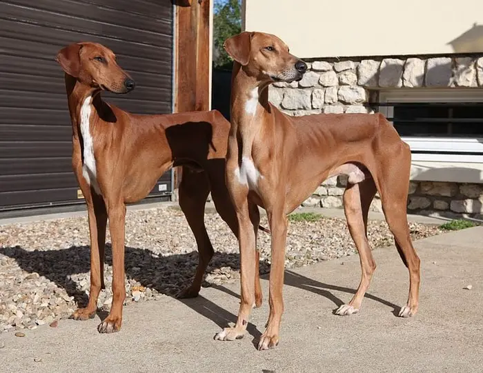 Behavior of Taureg Sighthound