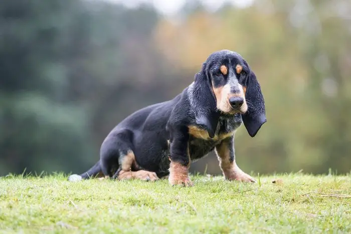 Bleu Gascogne Basset