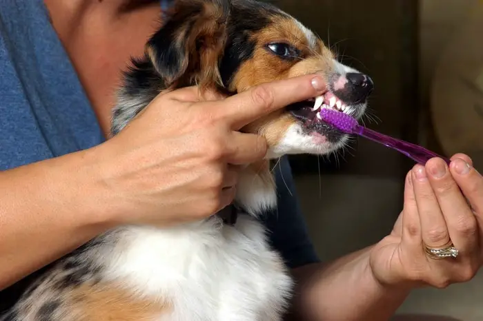 Brushing of Dog Teeth