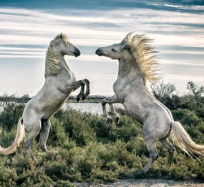 Camargue Horse