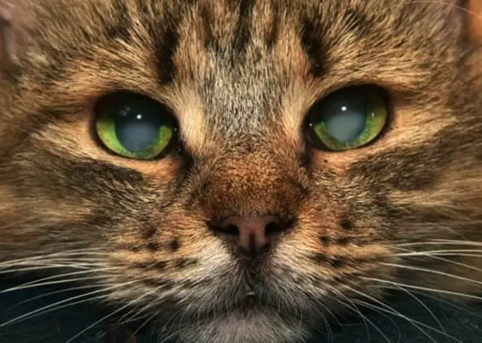 Clinical Signs of Feline Cataracts