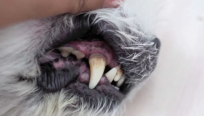 Clinical Signs of Gingivitis in Dogs