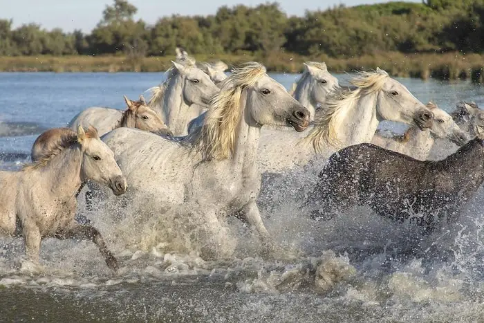 Color of Horse