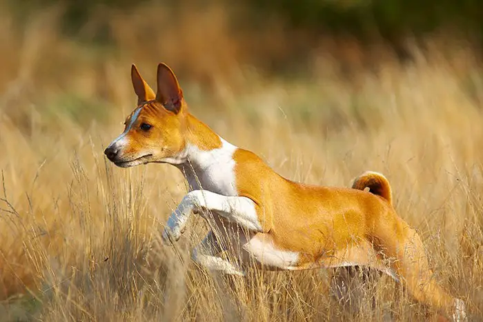 Congo Dog breed