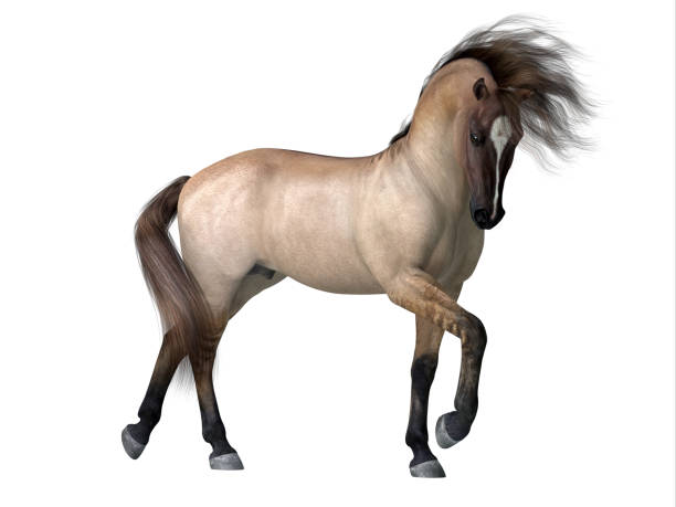 Courser Horse
