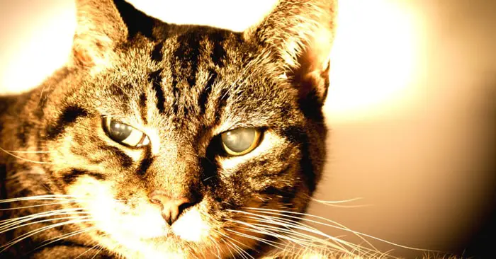 Diagnosis of Cataracts in cats