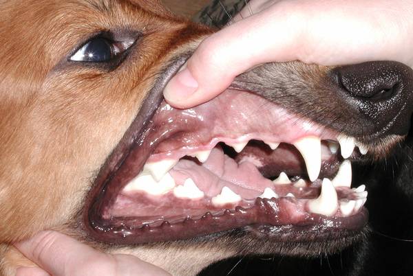 Dog Dental care