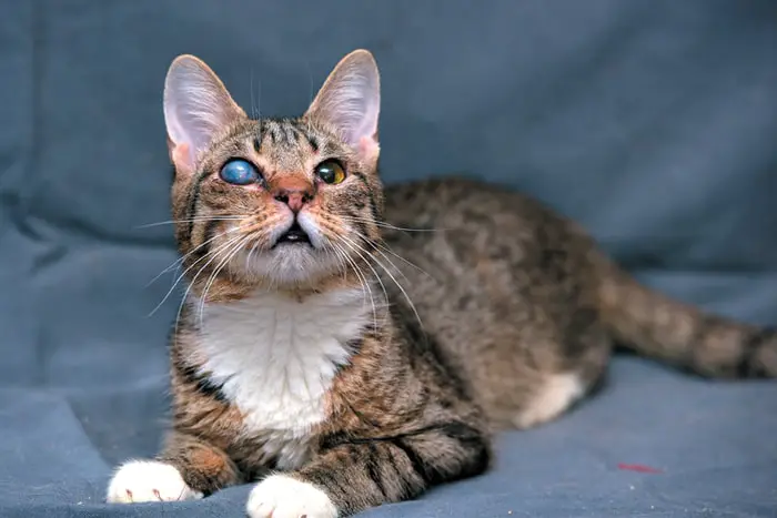 Feline Cataracts