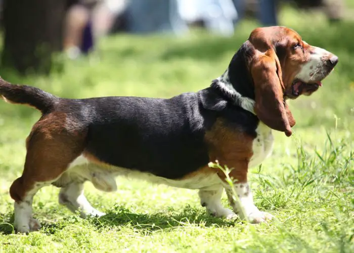 French Basset