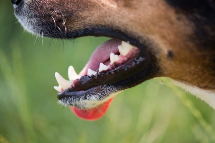 Gingivitis in Dogs