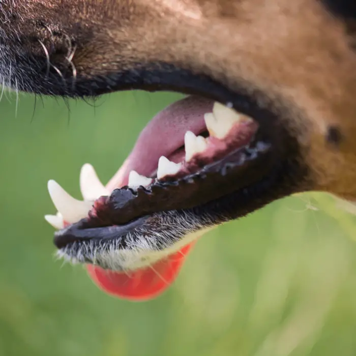 Good Dog Teeth