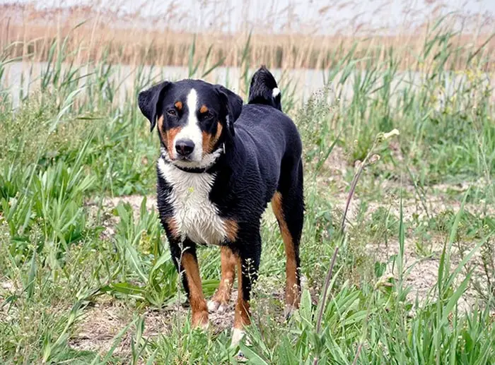 Health of Appenzeller Dog