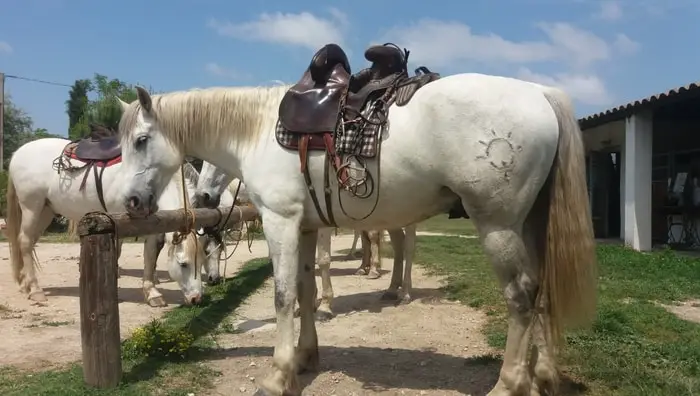 Health of Horse