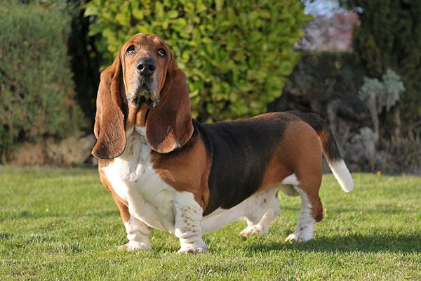 Health of Hound Dog