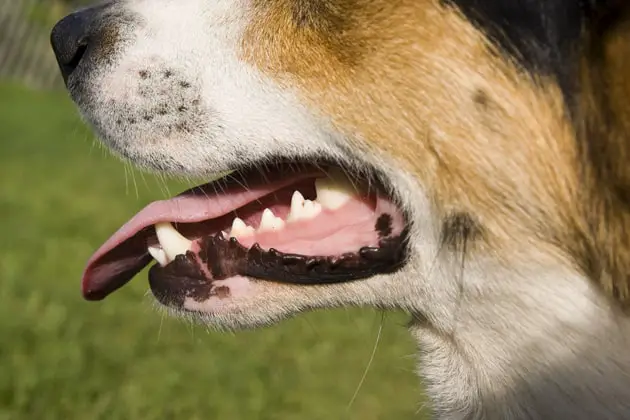Healthy Dog Teeth