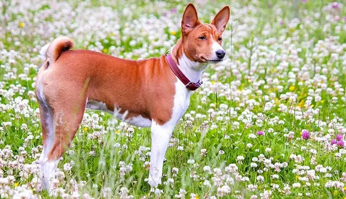 Height and Weight of Basenji Dog