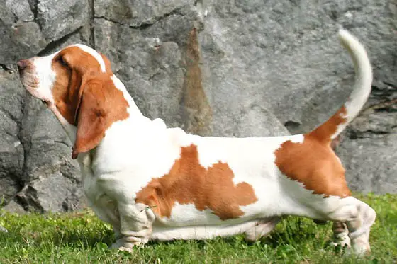 Height and Weight of Basset Hound